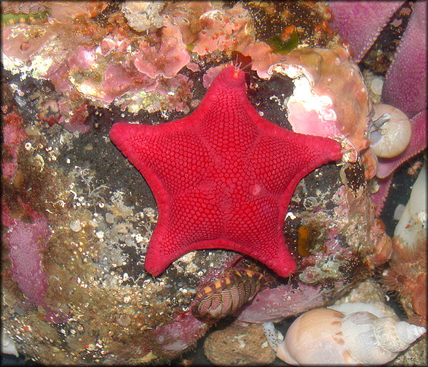 Ceramaster arcticus (Verrill, 1909) "Arctic Cookie Star"